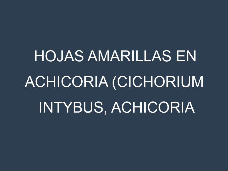 Hojas amarillas en Achicoria (Cichorium intybus, Achicoria amarga, Achicoria de hoja). Manchas amarillas en Achicoria (Cichorium intybus, Achicoria amarga, Achicoria de hoja)
