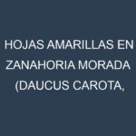 Hojas amarillas en Zanahoria morada (Daucus carota, Zanahoria morada común, Zanahoria morada de Nante). Manchas amarillas en Zanahoria morada (Daucus carota, Zanahoria morada común, Zanahoria morada de Nante)