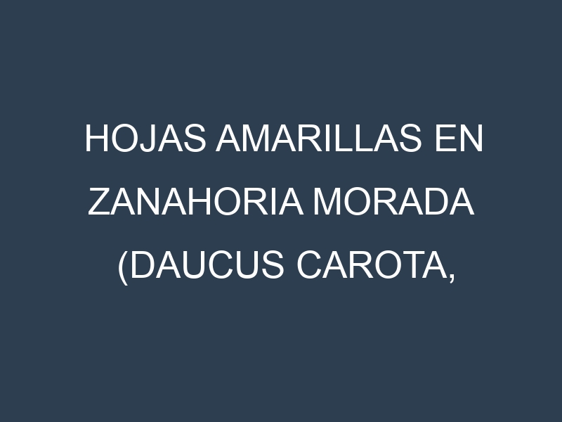 Hojas amarillas en Zanahoria morada (Daucus carota, Zanahoria morada común, Zanahoria morada de Nante). Manchas amarillas en Zanahoria morada (Daucus carota, Zanahoria morada común, Zanahoria morada de Nante)