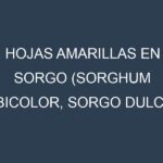 Hojas amarillas en Sorgo (Sorghum bicolor, Sorgo dulce, Sorgo forrajero). Manchas amarillas en Sorgo (Sorghum bicolor, Sorgo dulce, Sorgo forrajero)