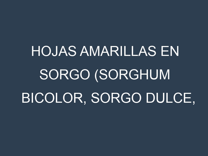 Hojas amarillas en Sorgo (Sorghum bicolor, Sorgo dulce, Sorgo forrajero). Manchas amarillas en Sorgo (Sorghum bicolor, Sorgo dulce, Sorgo forrajero)