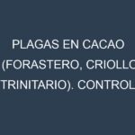 Plagas en Cacao (Forastero, Criollo, Trinitario). Control biológico y Manejo de plagas.