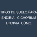 Tipos de suelo para Endibia – Cichorium endivia. Cómo ajustar las condiciones del suelo.
