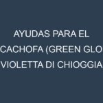 Ayudas para el Alcachofa (Green Globe, Violetta di Chioggia, Romanesco, Imperial Star, Purple of Romagna). Ayudas para el cultivo. Subvenciones.