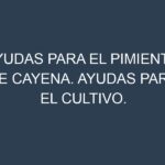 Ayudas para el Pimiento de cayena. Ayudas para el cultivo. Subvenciones.