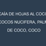 Caía de hojas al Coco (Cocos nucifera, Palma de coco, Coco verde)