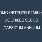 Cómo obtener semillas de Chiles secos (Capsicum annuum, dried chili). Guía paso a paso. Técnicas sencillas. Conservación.