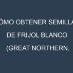 Cómo obtener semillas de Frijol blanco (Great Northern, Navy, Cannellini, Marrow, Flageolet). Guía paso a paso. Técnicas sencillas. Conservación.