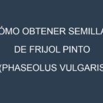 Cómo obtener semillas de Frijol pinto (Phaseolus vulgaris, pinto bean). Guía paso a paso. Técnicas sencillas. Conservación.