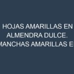 Hojas amarillas en Almendra dulce. Manchas amarillas en Almendra dulce