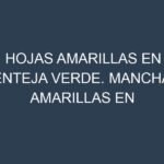 Hojas amarillas en Lenteja verde. Manchas amarillas en Lenteja verde