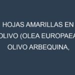 Hojas amarillas en Olivo (Olea europaea, Olivo Arbequina, Olivo Picual). Manchas amarillas en Olivo (Olea europaea, Olivo Arbequina, Olivo Picual)