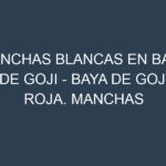 Manchas blancas en Baya de goji – Baya de goji roja. Manchas hojas blancas en Baya de goji – Baya de goji roja.