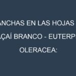 Manchas en las hojas de Açaí Branco – Euterpe oleracea: Identificación, Causas y Estrategias de Control Efectivo
