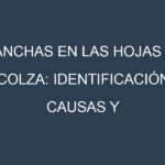 Manchas en las hojas de Colza: Identificación, Causas y Estrategias de Control Efectivo