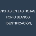 Manchas en las hojas de Fonio blanco: Identificación, Causas y Estrategias de Control Efectivo