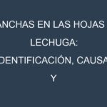 Manchas en las hojas de Lechuga: Identificación, Causas y Estrategias de Control Efectivo