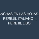Manchas en las hojas de Perejil italiano – Perejil liso: Identificación, Causas y Estrategias de Control Efectivo