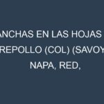 Manchas en las hojas de Repollo (col) (Savoy, Napa, Red, Green, Bok Choy): Identificación, Causas y Estrategias de Control Efectivo
