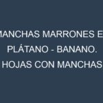 Manchas Marrones en Plátano – Banano. Hojas con manchas marrones en Plátano – Banano.
