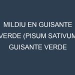 Mildiu en Guisante verde (Pisum sativum, Guisante verde común, Guisante verde dulce): Causas, Síntomas y Estrategias de Control en Cultivos