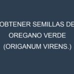 Obtener Semillas de Oregano Verde (Origanum virens.)