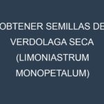 Obtener Semillas de Verdolaga Seca (Limoniastrum monopetalum)