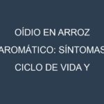 Oídio en Arroz aromático: síntomas, ciclo de vida y estrategias de control