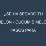 ¿Se ha secado tu Melón – Cucumis melo? Pasos para Detectar, Corregir y Prevenir.