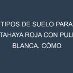 Tipos de suelo para Pitahaya roja con pulpa blanca. Cómo ajustar las condiciones del suelo.