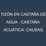 Tizón en Castaña de agua – Castaña acuática: Causas, Síntomas y Estrategias de Control en Cultivos