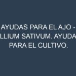 Ayudas para el Ajo – Allium sativum. Ayudas para el cultivo. Subvenciones.