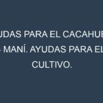 Ayudas para el Cacahuete – Maní. Ayudas para el cultivo. Subvenciones.