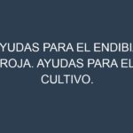 Ayudas para el Endibia roja. Ayudas para el cultivo. Subvenciones.