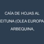 Caía de hojas al Aceituna (Olea europaea, Arbequina, Picual, Manzanilla)