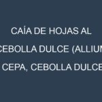 Caía de hojas al Cebolla dulce (Allium cepa, Cebolla dulce amarilla, Cebolla dulce morada)