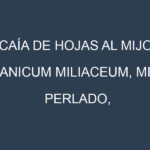 Caía de hojas al Mijo (Panicum miliaceum, Mijo perlado, Mijo dorado)