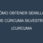 Cómo obtener semillas de Cúrcuma silvestre (Curcuma aromatica, wild turmeric). Guía paso a paso. Técnicas sencillas. Conservación.