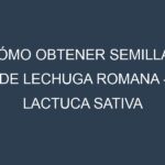 Cómo obtener semillas de Lechuga romana – Lactuca sativa var. longifolia. Guía paso a paso. Técnicas sencillas. Conservación.