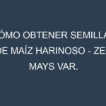 Cómo obtener semillas de Maíz harinoso – Zea mays var. amylacea. Guía paso a paso. Técnicas sencillas. Conservación.