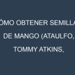 Cómo obtener semillas de Mango (Ataulfo, Tommy Atkins, Haden, Kent, Keitt). Guía paso a paso. Técnicas sencillas. Conservación.