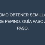 Cómo obtener semillas de Pepino. Guía paso a paso. Técnicas sencillas. Conservación.