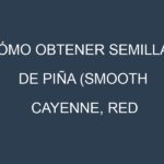Cómo obtener semillas de Piña (Smooth Cayenne, Red Spanish, Queen, Abacaxi, Sugarloaf). Guía paso a paso. Técnicas sencillas. Conservación.