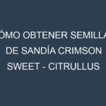 Cómo obtener semillas de Sandía Crimson Sweet – Citrullus lanatus. Guía paso a paso. Técnicas sencillas. Conservación.