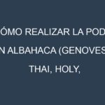 Cómo Realizar la Poda en Albahaca (Genovesa, Thai, Holy, Limón, Morada). Técnicas y Poda de formación.