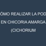Cómo Realizar la Poda en Chicoria amarga (Cichorium intybus, chicory). Técnicas y Poda de formación.