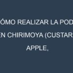 Cómo Realizar la Poda en Chirimoya (Custard apple, cherimoya). Técnicas y Poda de formación.