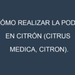 Cómo Realizar la Poda en Citrón (Citrus medica, citron). Técnicas y Poda de formación.