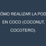 Cómo Realizar la Poda en Coco (Coconut, cocotero). Técnicas y Poda de formación.