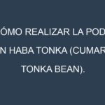 Cómo Realizar la Poda en Haba tonka (Cumaru, tonka bean). Técnicas y Poda de formación.